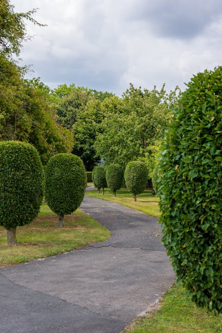 A winding paved pathway through a well-maintained garden area lined with neatly trimmed, rounded green bushes on both sides. The bushes' dense foliage features small, dark green leaves with a glossy finish. In the background, taller trees with lighter green leaves extend upward, creating a lush canopy under a partly cloudy sky with patches of grey and white clouds. The scene is illuminated by natural daylight, highlighting the textures and vibrant colours of the foliage and the smooth surface of the pathway. The overall environment appears tranquil and orderly, consistent with an outdoor space where private waste collection or rubbish removal services, provided by companies like House Clearance Kennington, could be employed to maintain or clear the area of debris, fitting within the context of alternative waste handling solutions near residential gardens and outdoor spaces.